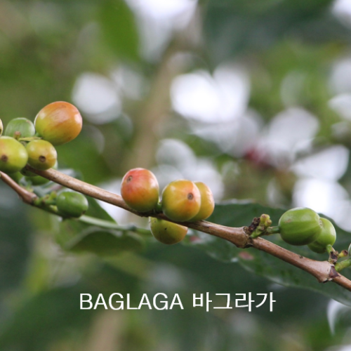 PNG BLUE HIGHLAND MOUNTAIN  ARABICA COFFEE - (NEW) 바그라가 1kg